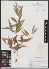 Foto von Salix alba L.